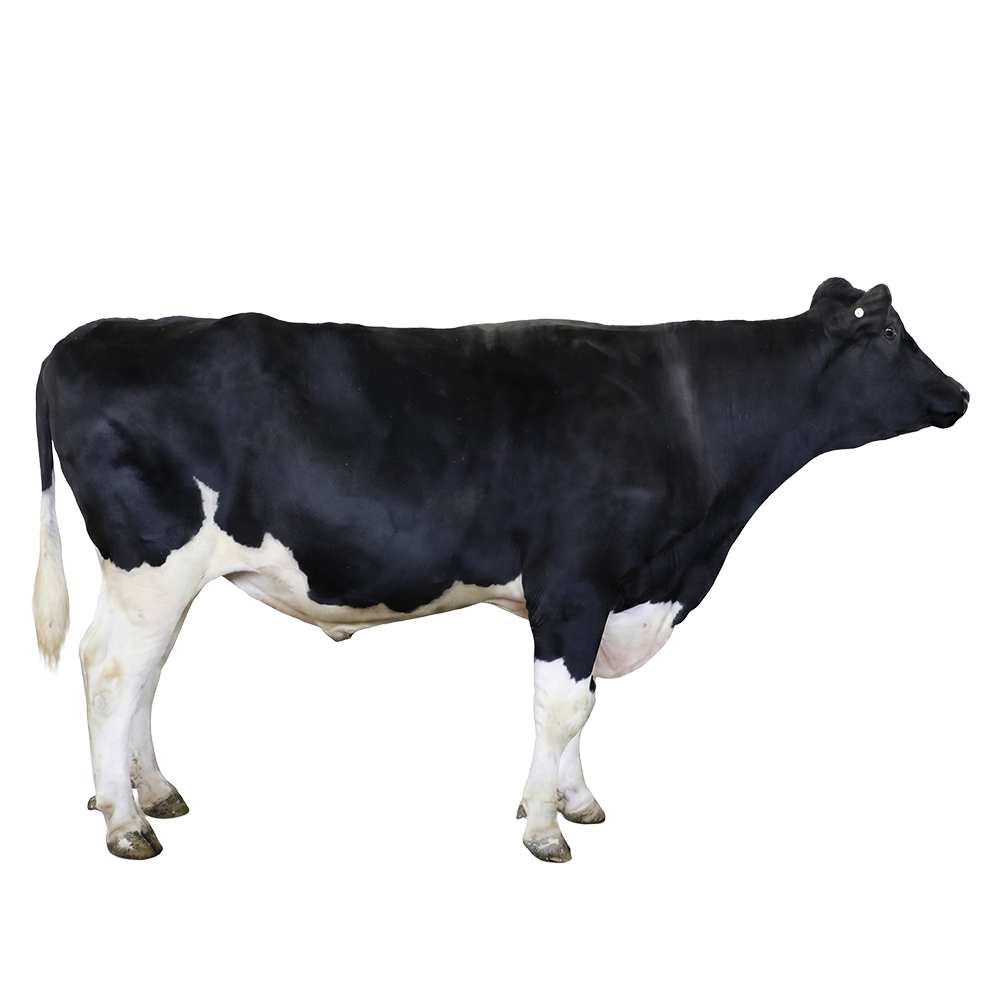 TASHDEN 360HO00115